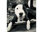 Adopt COURTESY POST - Rocco a Pit Bull Terrier
