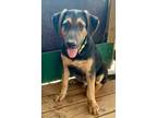 Adopt Anakin a German Shepherd Dog