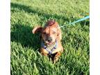 Adopt Scar a Dachshund