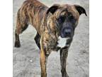 Adopt Richie a Shepherd, Mixed Breed