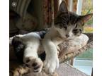 Adopt Otto a Extra-Toes Cat / Hemingway Polydactyl, Tabby