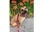 Adopt Clarence a Terrier