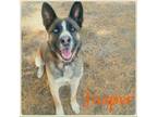 Adopt Jasper a Husky, Shepherd