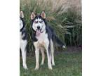 Adopt Calvin a Husky, Siberian Husky