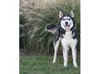 Adopt Hobbes a Husky, Siberian Husky