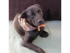 Adopt Hawk a Black Labrador Retriever