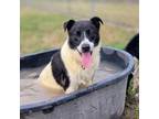 Adopt Cornelius a Border Collie