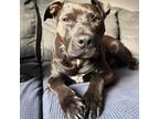 Adopt Silo a Pit Bull Terrier