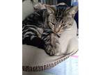 Adopt Rowan a Domestic Short Hair