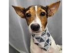 Adopt Dipper a Fox Terrier