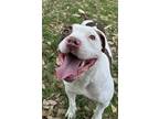 Adopt Cody a Pit Bull Terrier