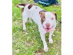Adopt Spencer a Pit Bull Terrier