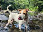 Adopt JETTY BOY a Labrador Retriever, Terrier