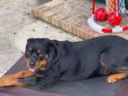 Adopt Diesel a Rottweiler