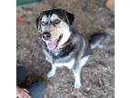 Adopt Dolan a Husky, Rottweiler