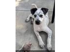 Adopt Freckles a Cattle Dog