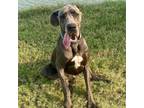 Adopt Cooper a Great Dane