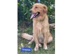 Adopt Sampson a Golden Retriever