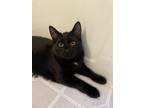 Adopt Yang a Domestic Medium Hair