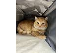 Adopt Cheeseball a Domestic Short Hair