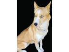 Adopt Grimace a Siberian Husky