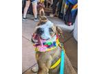 Adopt alanna a Pit Bull Terrier