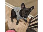 French Bulldog Puppy for sale in Galt, CA, USA