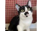 Adopt Mario a Black & White or Tuxedo Domestic Shorthair / Mixed (short coat)