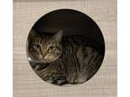 Adopt Persephone a Brown Tabby Domestic Shorthair / Mixed (short coat) cat in St