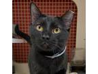 Adopt Rye a All Black Domestic Shorthair / Mixed (short coat) cat in St