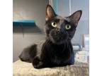 Adopt Sully a All Black Domestic Shorthair / Mixed (short coat) cat in St