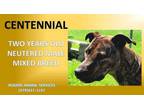 Adopt CENTENNIAL a Brindle Mixed Breed (Medium) / Mixed dog in Rogers