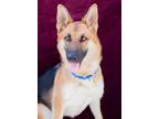 Adopt HAZELNUT a Tricolor (Tan/Brown & Black & White) German Shepherd Dog /