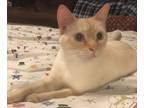 Adopt Remy a White (Mostly) Domestic Shorthair / Mixed (short coat) cat in Cedar