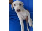 Adopt Johnny Boy a White Retriever (Unknown Type) / Shepherd (Unknown Type) /