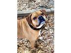 Adopt Bryson a Brown/Chocolate Boxer / Mixed dog in Spartanburg, SC (37637037)