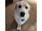 Adopt Betty White a White - with Tan, Yellow or Fawn Great Pyrenees / Mixed dog