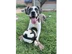 Adopt Goose a Brindle - with White Boxer dog in Oklahoma City, OK (37604965)