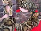 Clouded Bengal Kittens Available Always