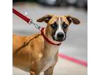 Adopt Pecan TW a Tan/Yellow/Fawn Australian Cattle Dog / Terrier (Unknown Type
