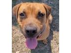 Adopt Lucy (SC) a Red/Golden/Orange/Chestnut Hound (Unknown Type) / Mixed dog in