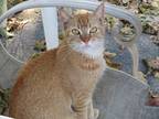 Adopt Harmony a Orange or Red (Mostly) Domestic Shorthair (short coat) cat in