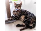 Adopt Terri a Gray or Blue Domestic Shorthair / Mixed cat in Leesburg