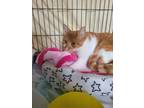 Adopt Pierre a Orange or Red Tabby Domestic Shorthair (short coat) cat in Spring