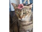 Adopt Crystal a Brown Tabby Domestic Shorthair (short coat) cat in Spring Hill