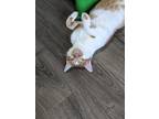 Adopt Smudge a Orange or Red (Mostly) Domestic Shorthair (short coat) cat in