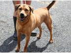 Adopt Hero a Tan/Yellow/Fawn Hound (Unknown Type) / Mixed dog in Reeds Spring