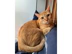 Adopt Bubbles a Orange or Red Domestic Shorthair (short coat) cat in NYC