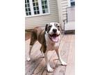 Adopt Zadie and Megan a White American Pit Bull Terrier / Mixed dog in Wake