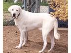 Adopt Duke #2 a White - with Black Anatolian Shepherd / Mixed dog in Choctaw